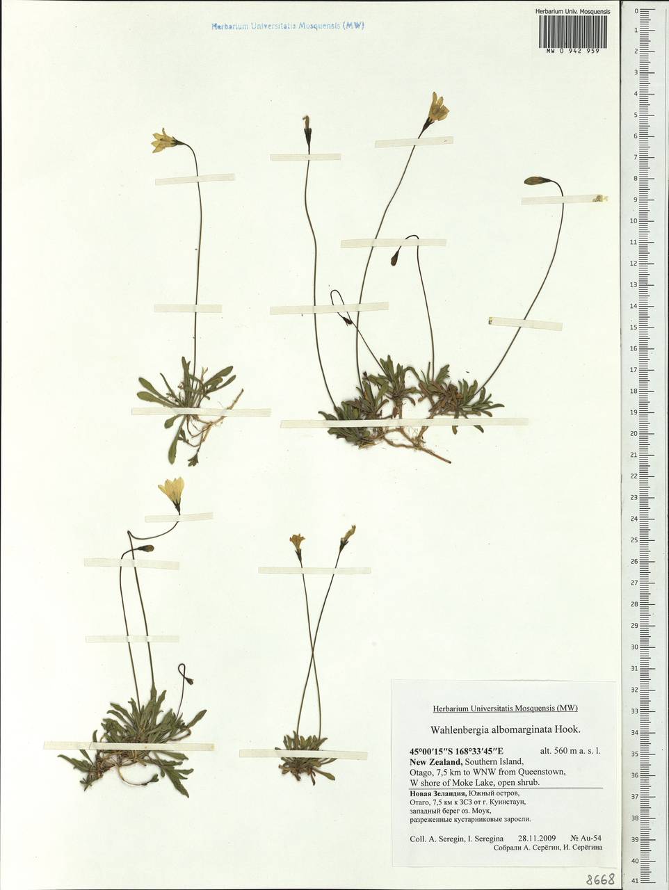 Wahlenbergia albomarginata Hook., Australia & Oceania (AUSTR) (New Zealand)