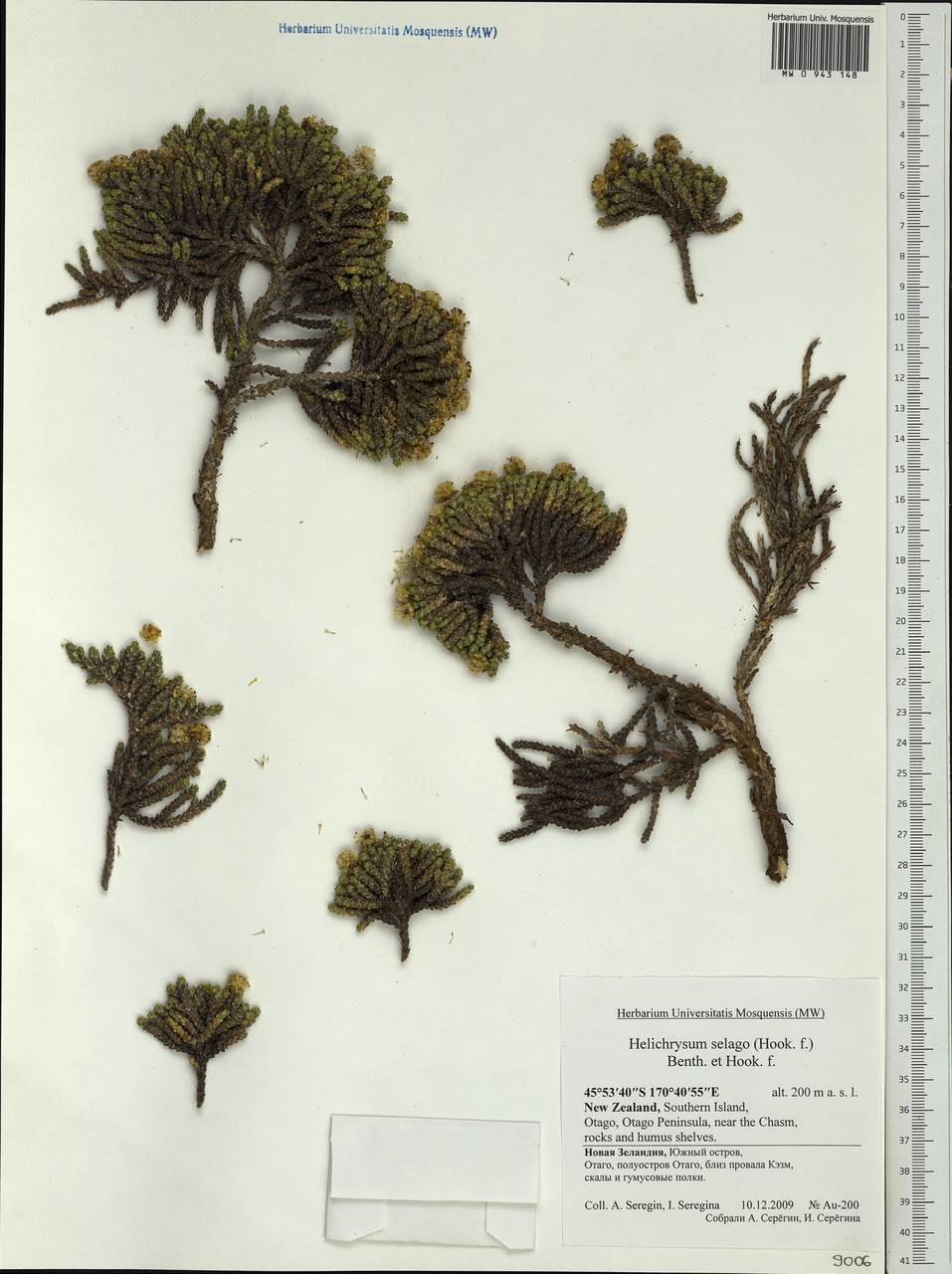 Ozothamnus selago Hook. fil., Australia & Oceania (AUSTR) (New Zealand)