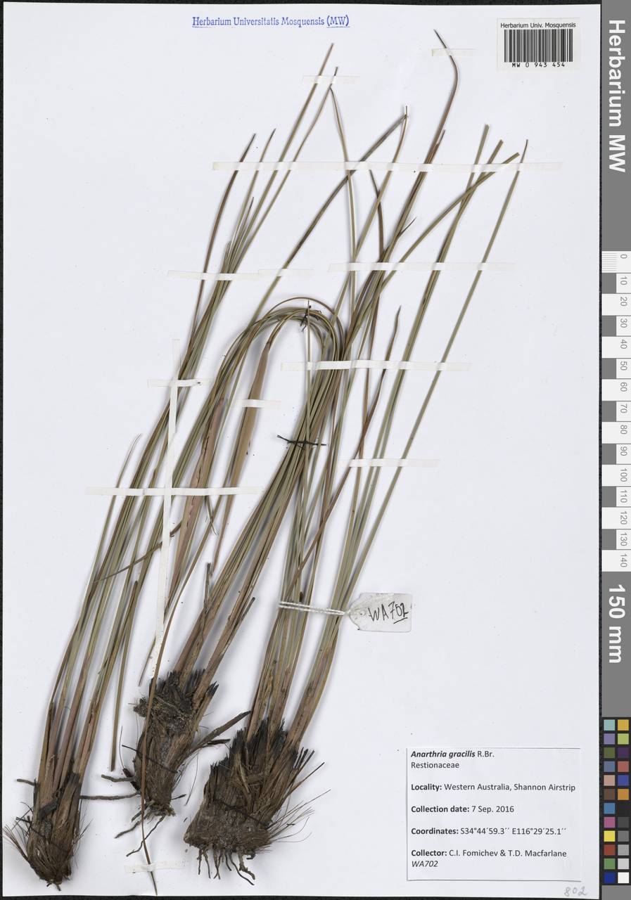 Anarthria gracilis R.Br., Australia & Oceania (AUSTR) (Australia)