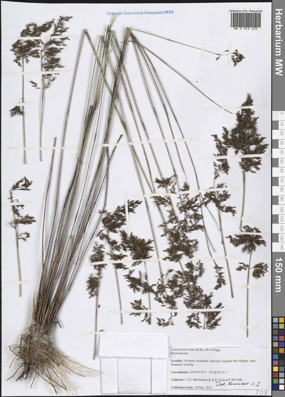 Leptocarpus laxus (R.Br.) B.G.Briggs, Australia & Oceania (AUSTR) (Australia)