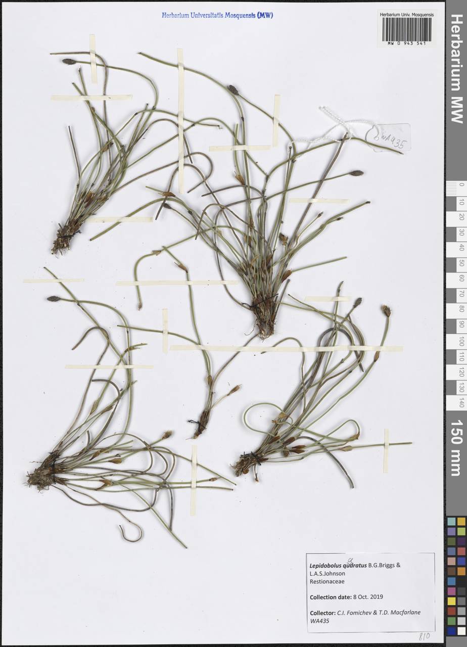 Lepidobolus quadratus B.G.Briggs & L.A.S.Johnson, Australia & Oceania (AUSTR) (Australia)