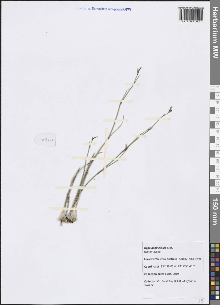 Hypolaena exsulca R.Br., Australia & Oceania (AUSTR) (Australia)