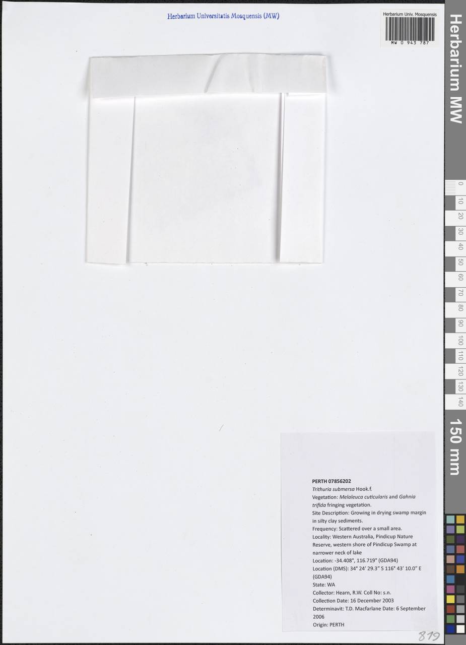 Trithuria submersa Hook.fil., Australia & Oceania (AUSTR) (Australia)