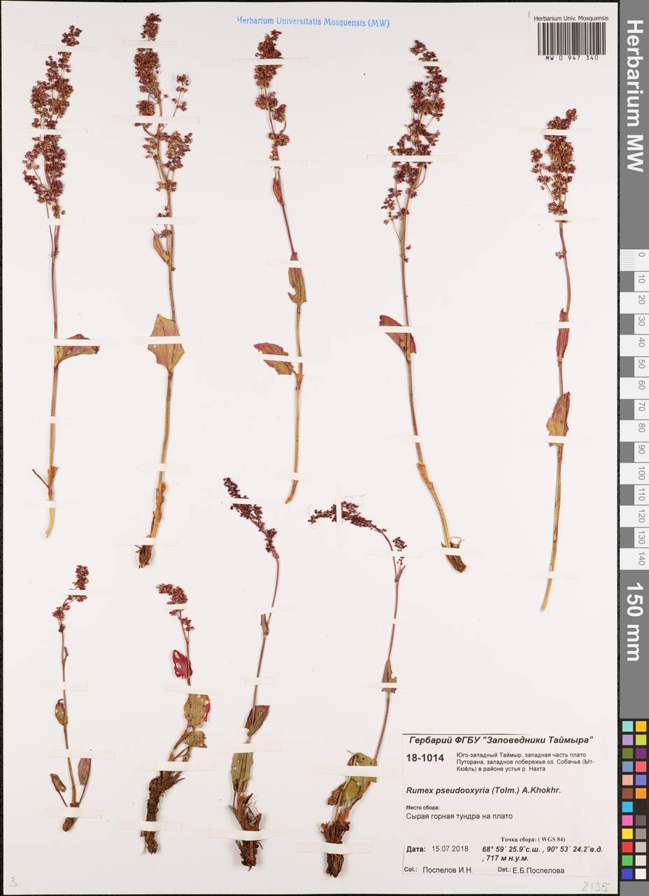 Rumex pseudoxyria (Tolm.) A. P. Khokhr., Siberia, Central Siberia (S3) (Russia)