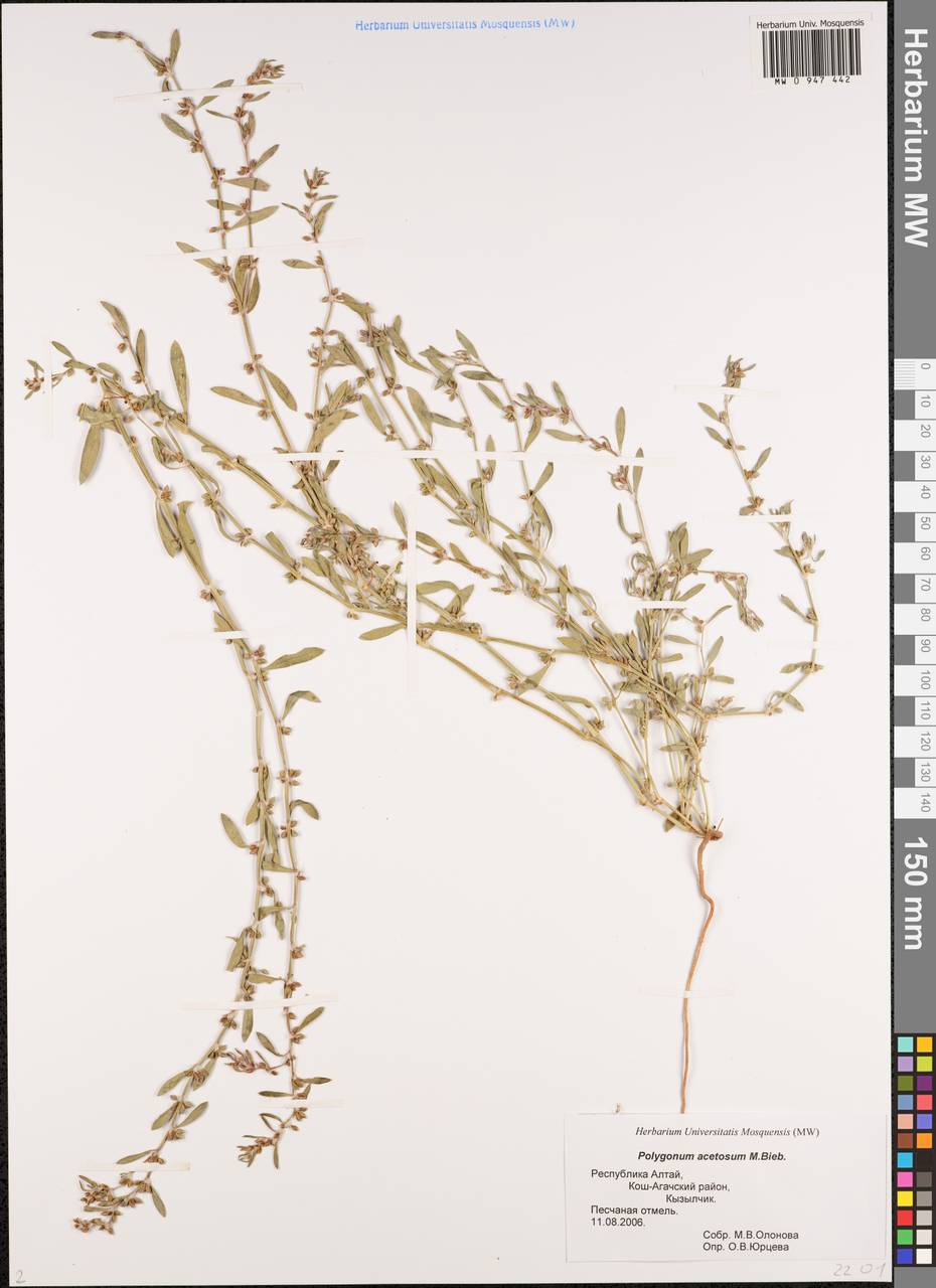 Polygonum acetosum M. Bieb., Siberia, Altai & Sayany Mountains (S2) (Russia)