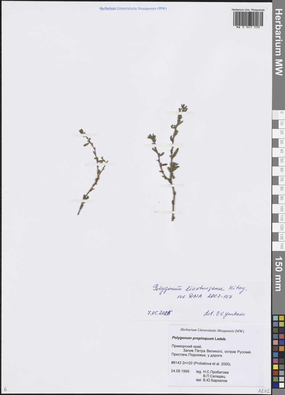 Polygonum fusco-ochreatum Kom., Siberia, Russian Far East (S6) (Russia)