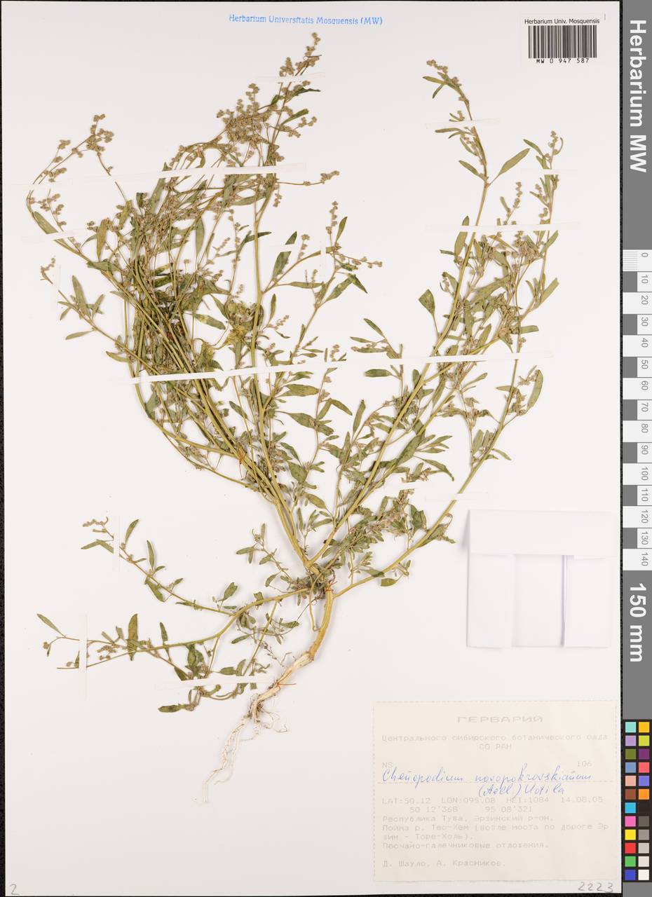 Chenopodium novopokrovskyanum (Aellen) Uotila, Siberia, Altai & Sayany Mountains (S2) (Russia)