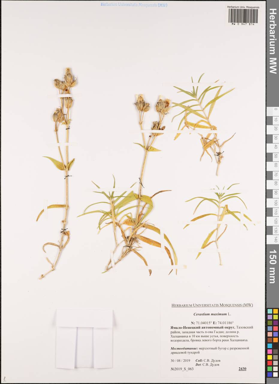 Dichodon maximum (L.) Á. Löve & D. Löve, Siberia, Western Siberia (S1) (Russia)