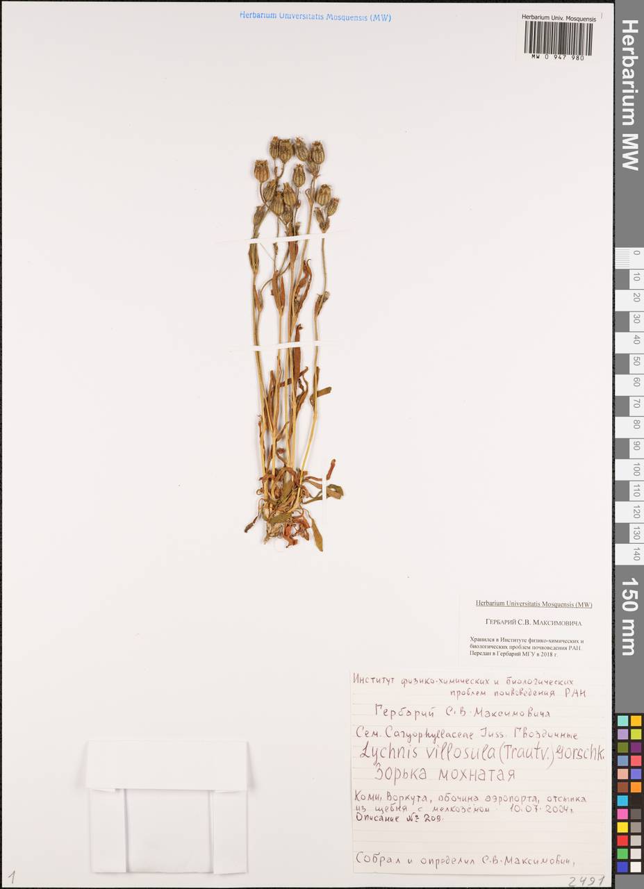 Silene villosula (Trautv.) V.V.Petrovsky & Elven, Eastern Europe, Northern region (E1) (Russia)