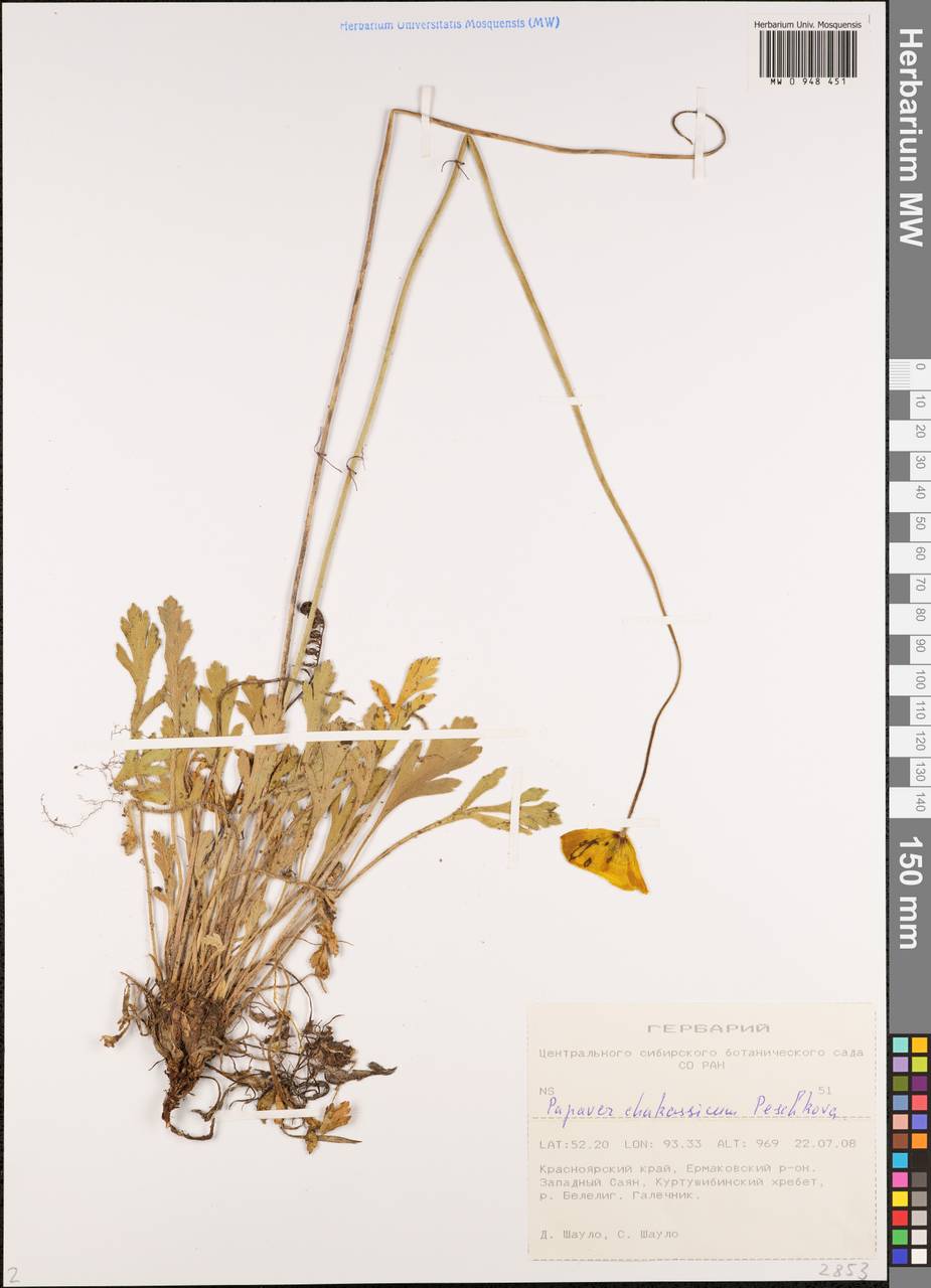 Papaver chakassicum Peschkova, Siberia, Altai & Sayany Mountains (S2) (Russia)