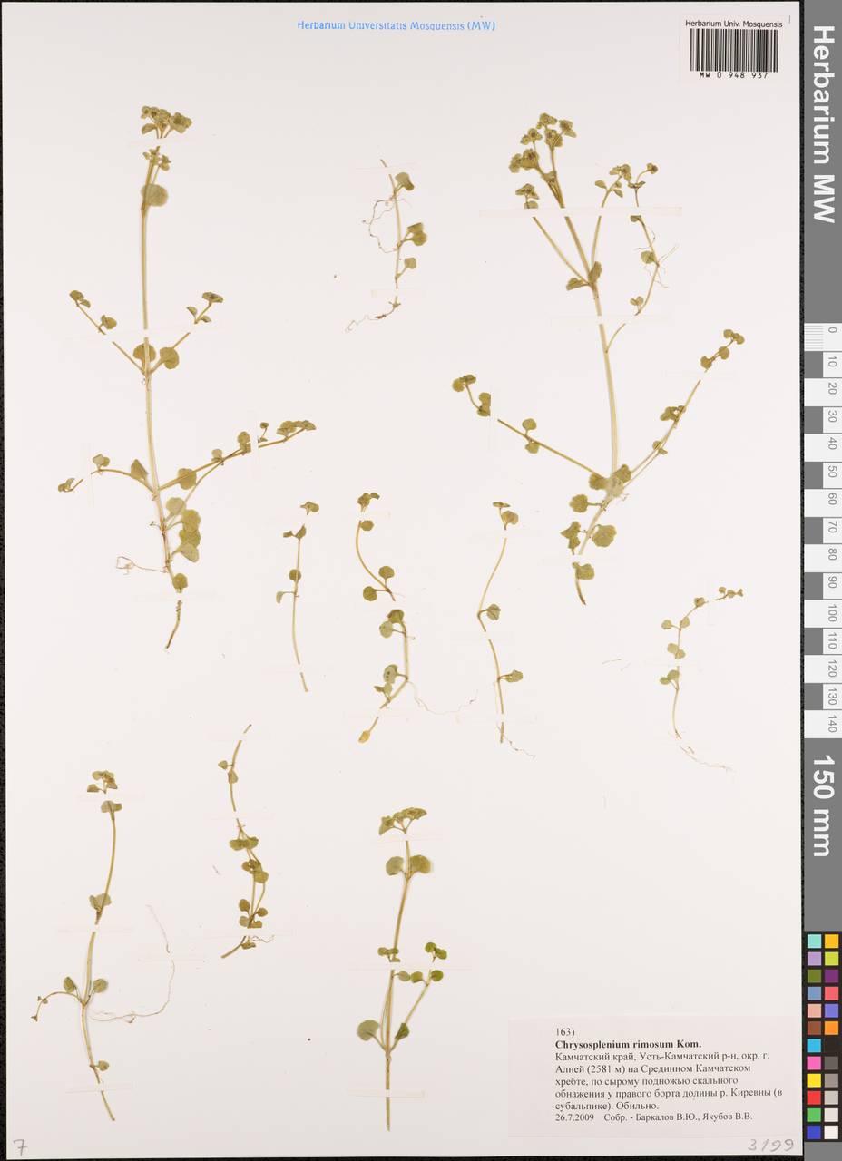 Chrysosplenium rimosum Kom., Siberia, Chukotka & Kamchatka (S7) (Russia)