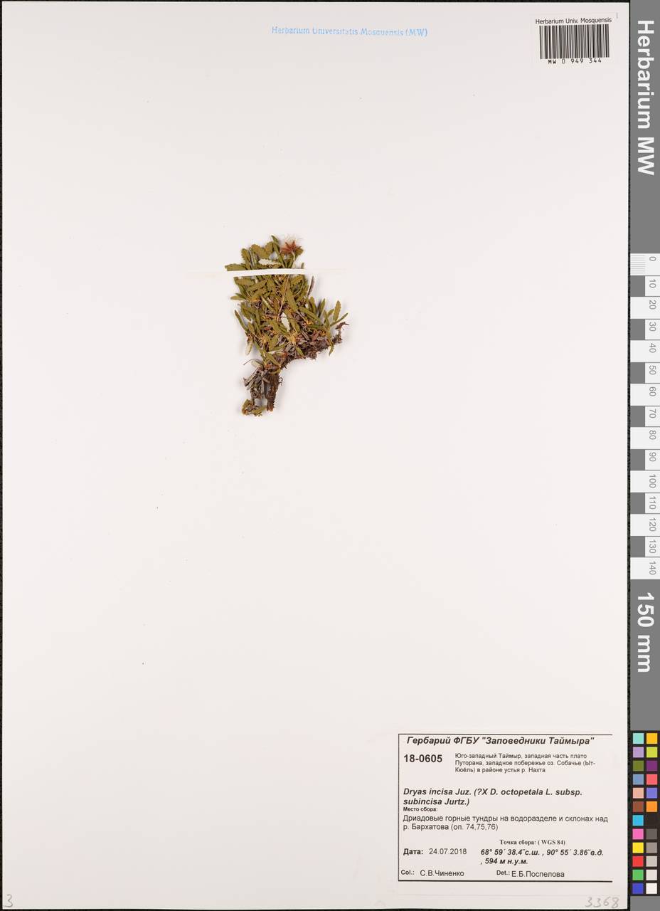 Dryas octopetala subsp. incisa (Juz.) Malyschev, Siberia, Central Siberia (S3) (Russia)