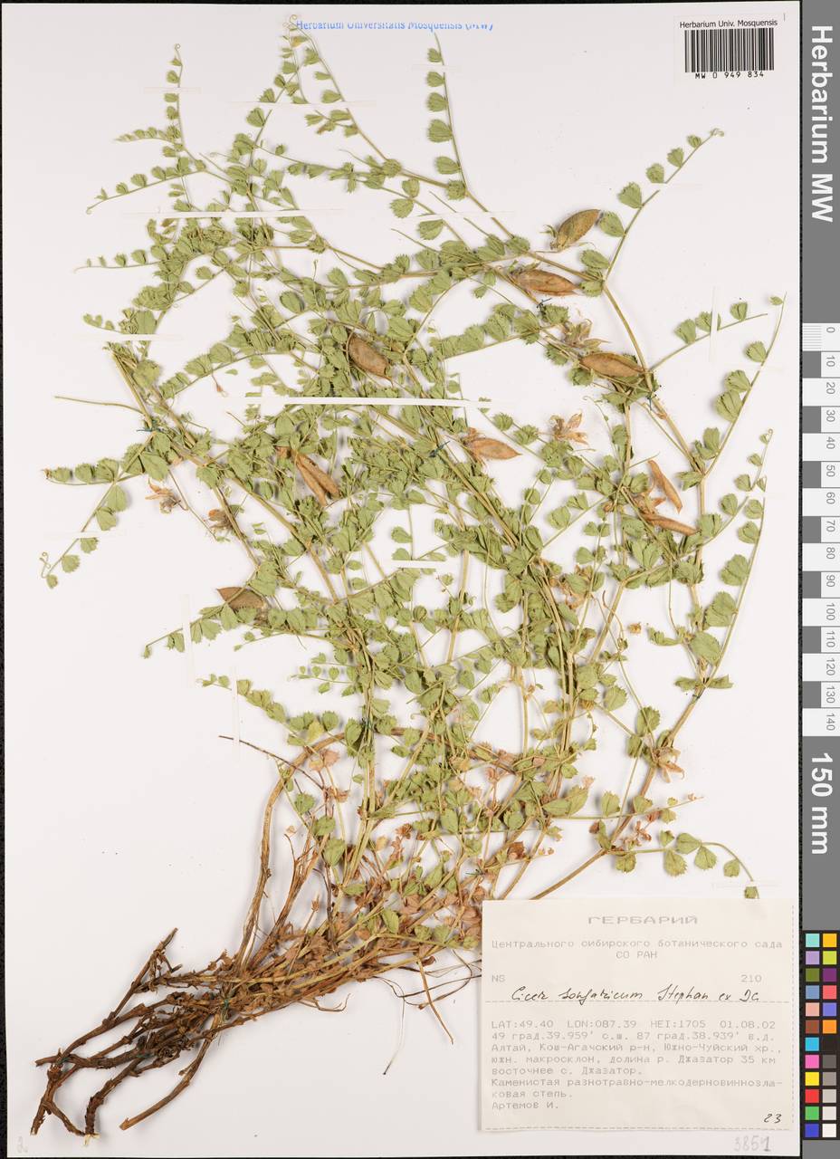 Cicer songaricum DC., Siberia, Altai & Sayany Mountains (S2) (Russia)