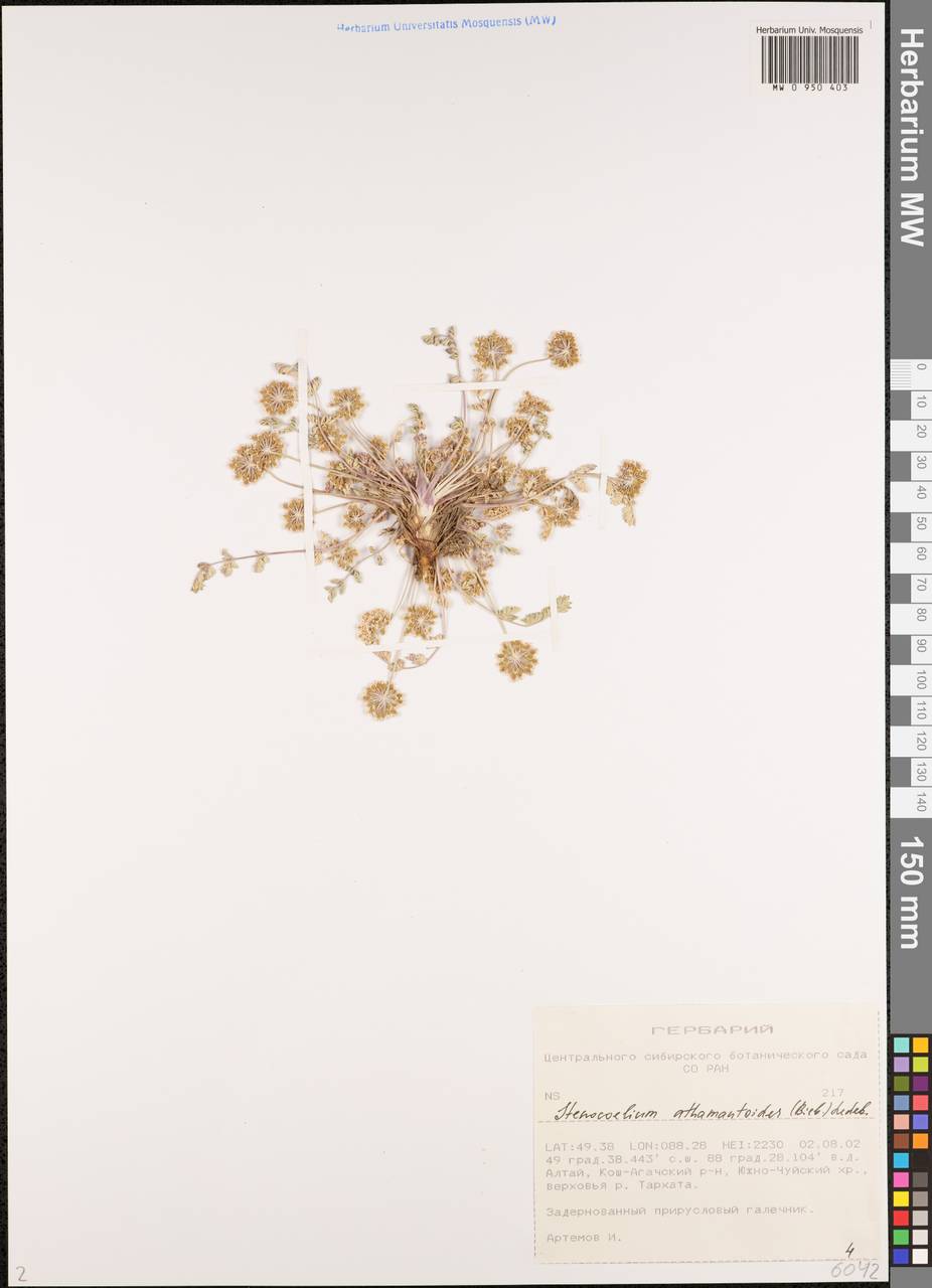 Stenocoelium athamantoides (M. Bieb.) Ledeb., Siberia, Altai & Sayany Mountains (S2) (Russia)