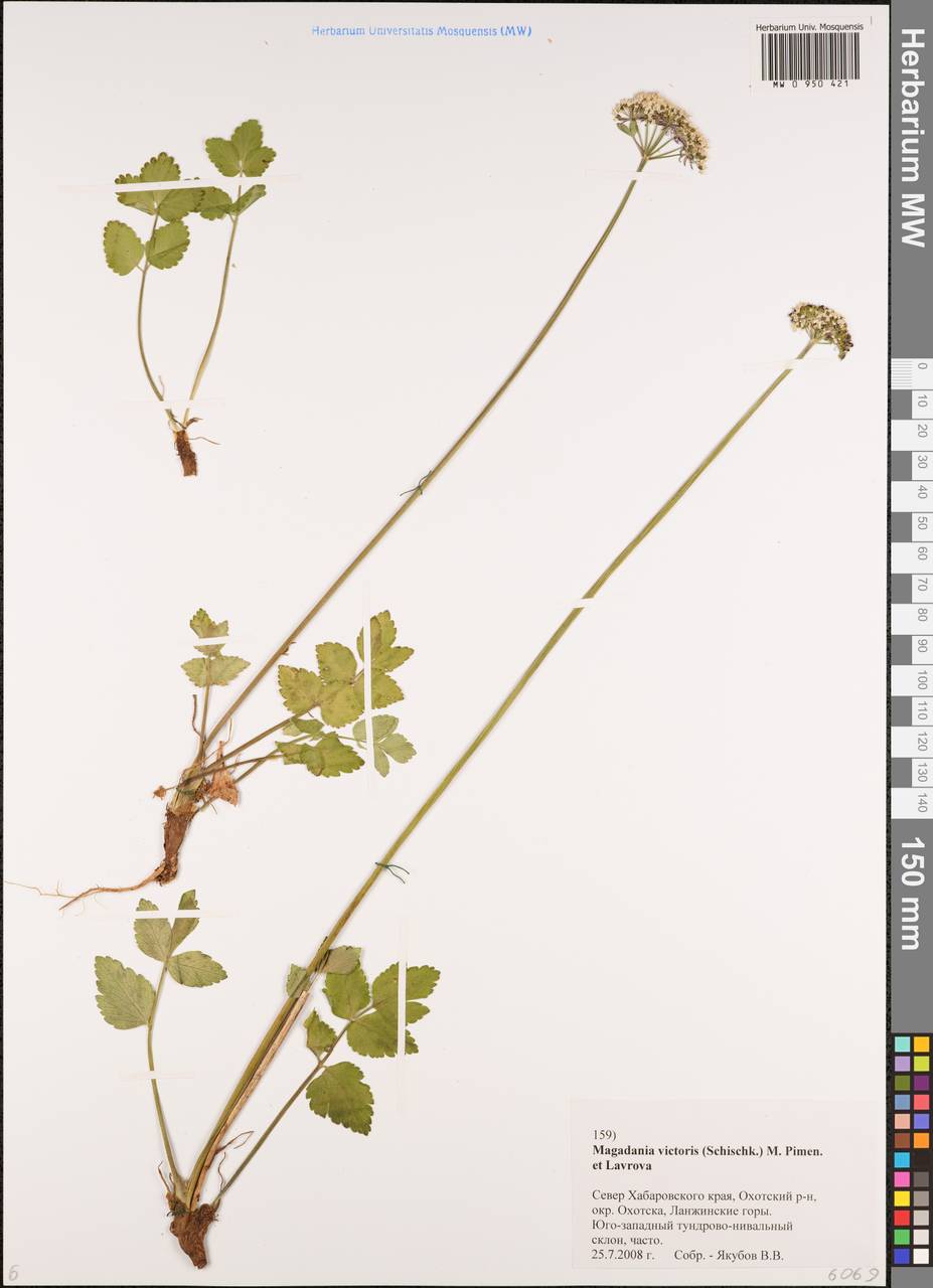 Magadania victoris (Schischk.) Pimenov & Lavrova, Siberia, Russian Far East (S6) (Russia)