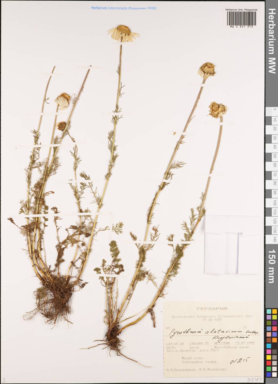 Tanacetum alatavicum Herder, Siberia, Altai & Sayany Mountains (S2) (Russia)