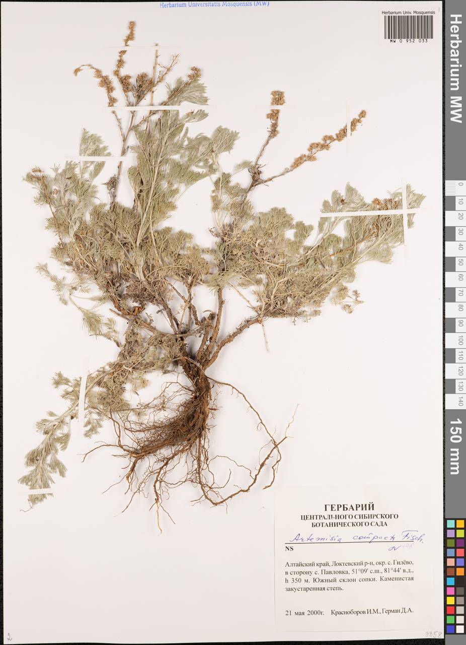 Artemisia compacta Fisch. ex Besser, Siberia, Altai & Sayany Mountains (S2) (Russia)