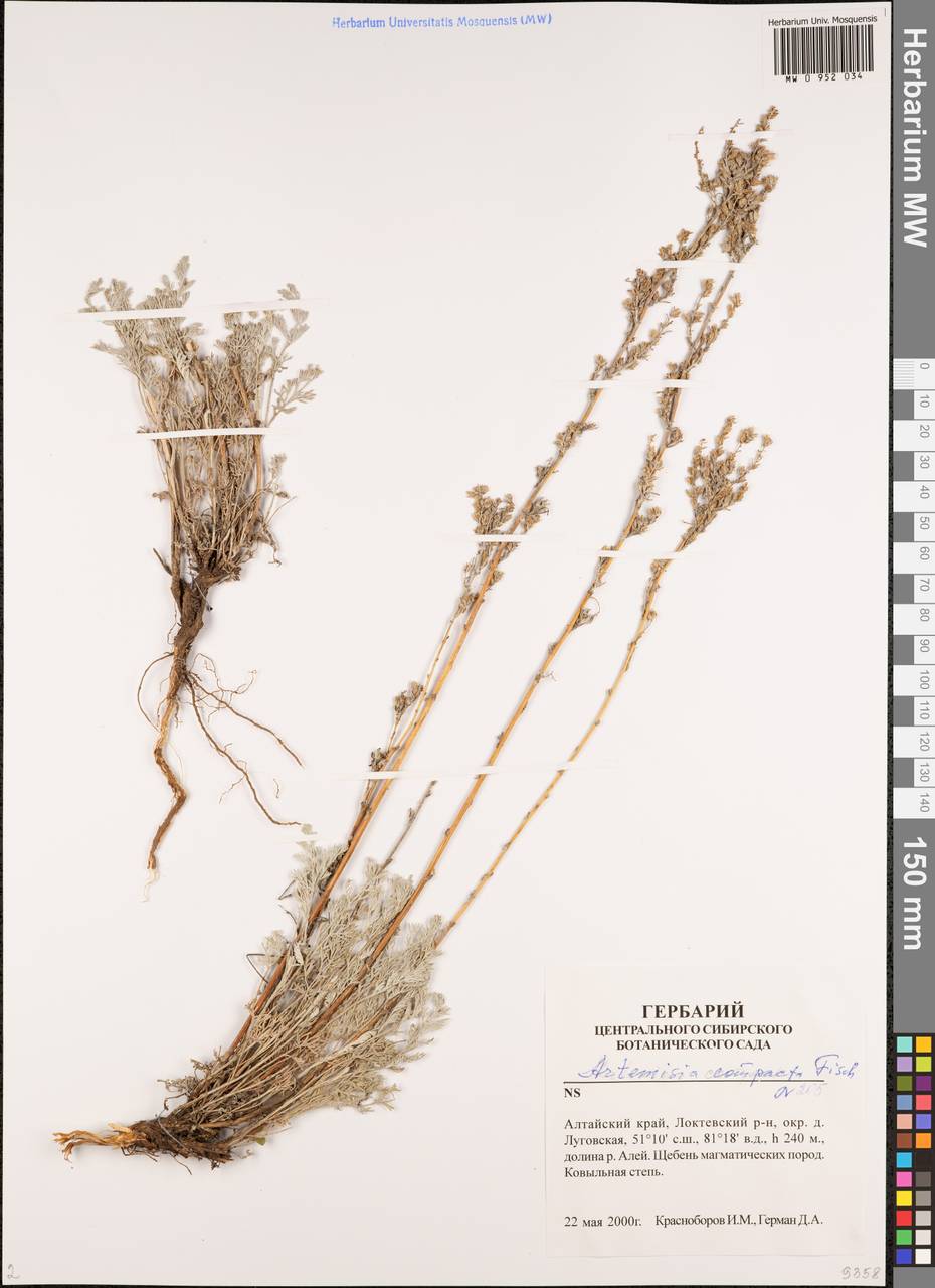 Artemisia compacta Fisch. ex Besser, Siberia, Altai & Sayany Mountains (S2) (Russia)
