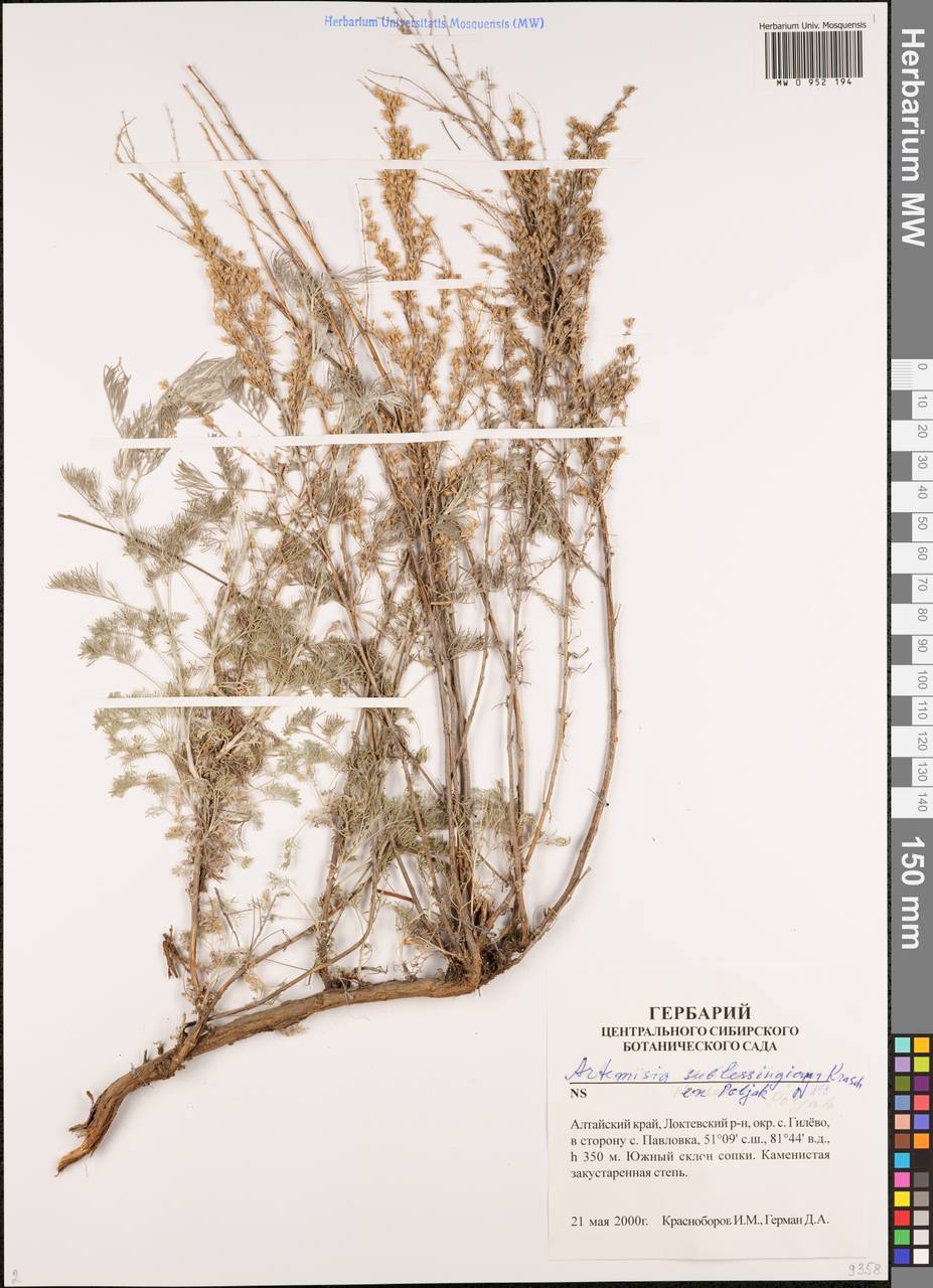 Artemisia sublessingiana (Keller) Krasch. ex Poljakov, Siberia, Altai & Sayany Mountains (S2) (Russia)
