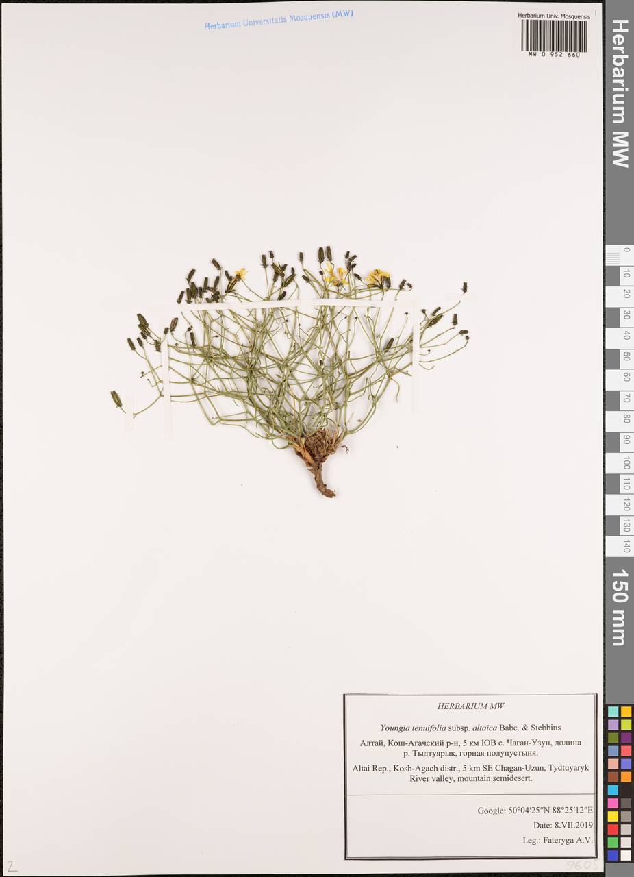 Crepidiastrum tenuifolium (Willd.) Sennikov, Siberia, Altai & Sayany Mountains (S2) (Russia)