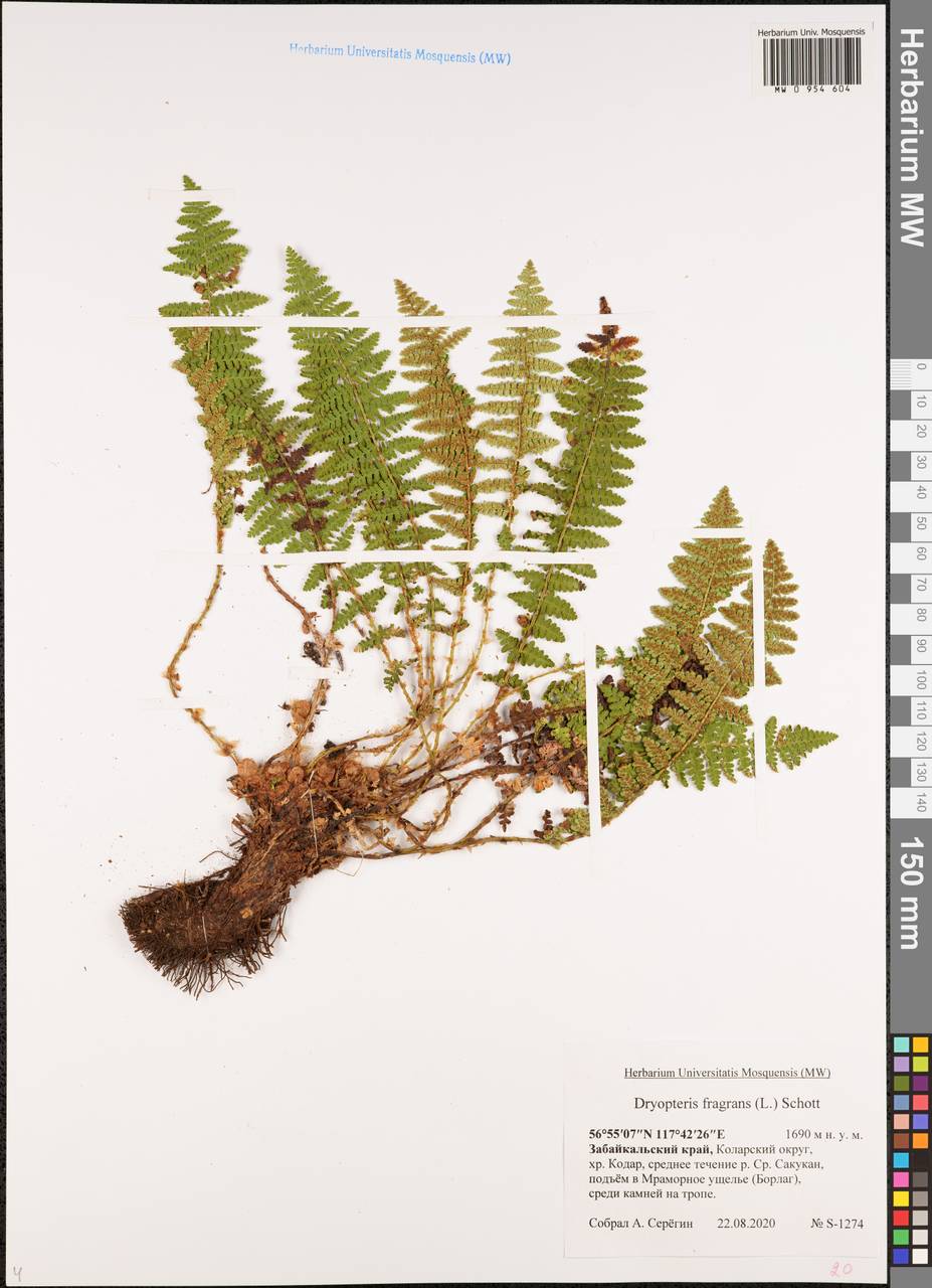 Dryopteris fragrans (L.) Schott, Siberia, Baikal & Transbaikal region (S4) (Russia)