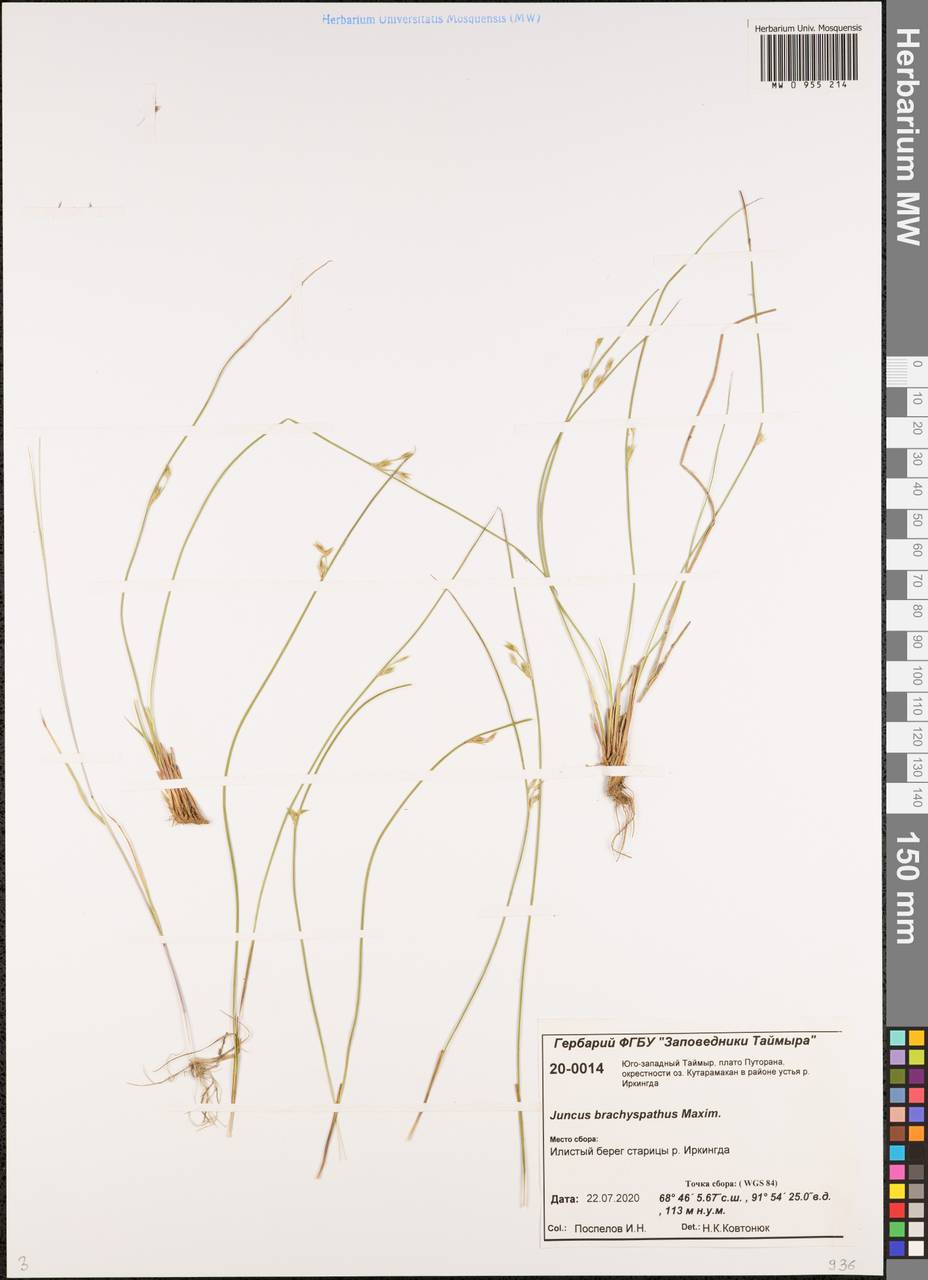 Juncus brachyspathus Maxim., Siberia, Central Siberia (S3) (Russia)