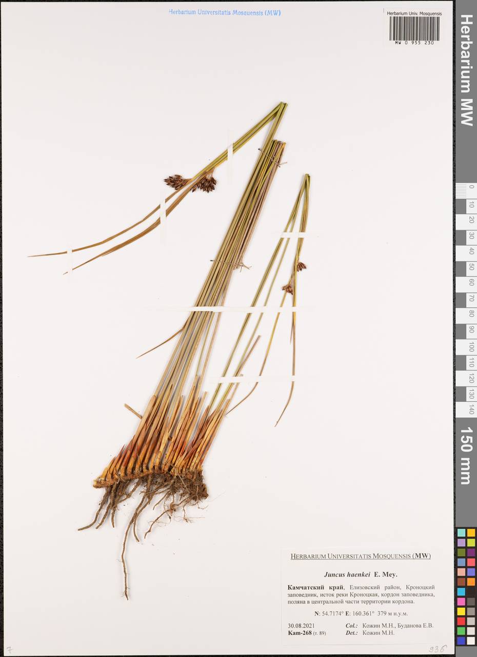 Juncus haenkei E.Mey., Siberia, Chukotka & Kamchatka (S7) (Russia)