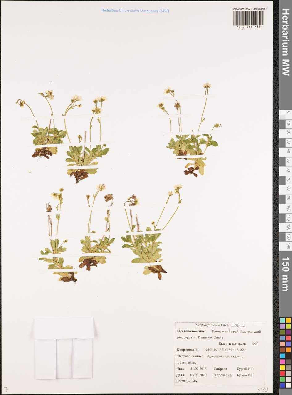 Micranthes merkii subsp. merkii, Siberia, Chukotka & Kamchatka (S7) (Russia)