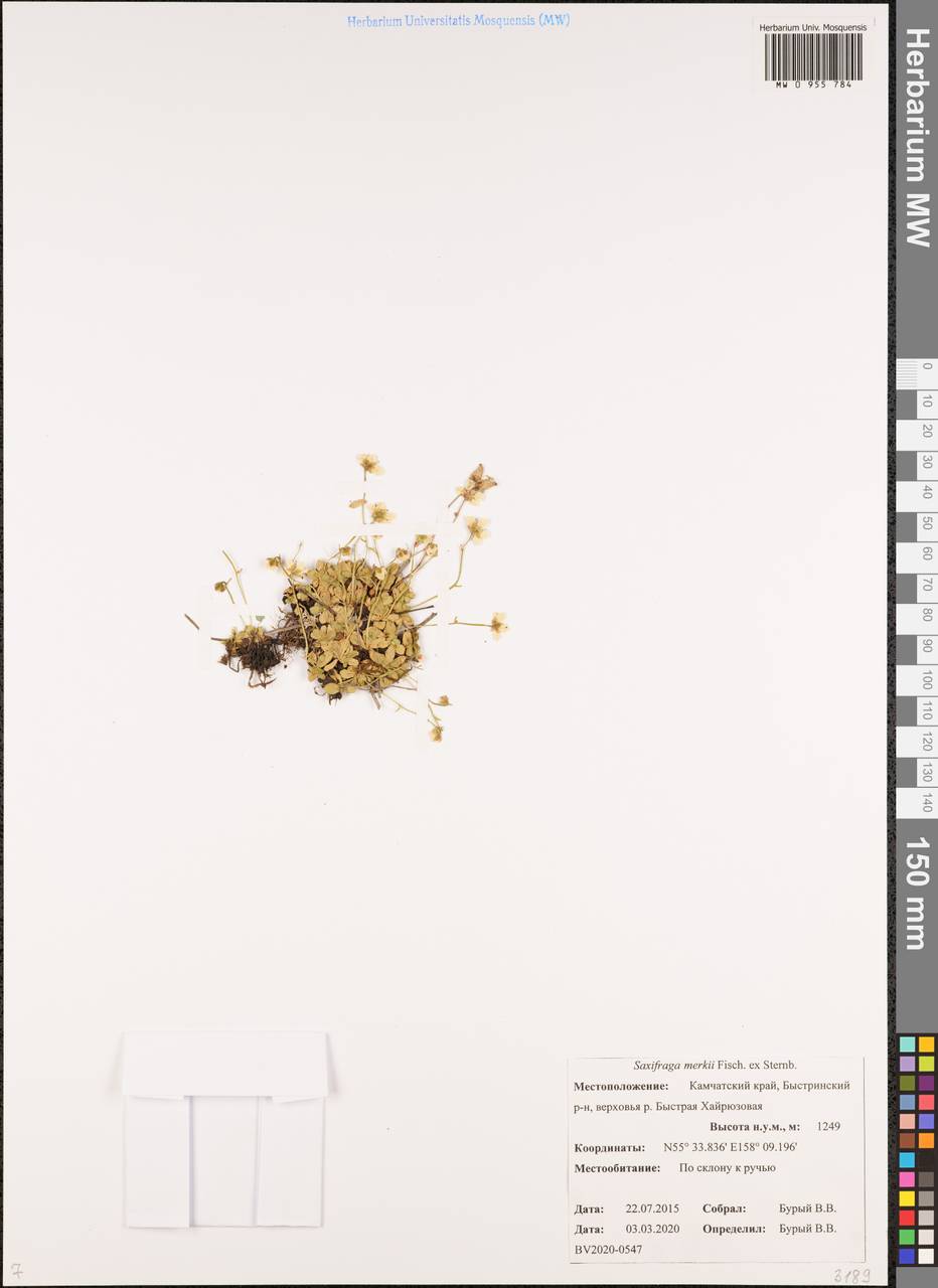 Micranthes merkii subsp. merkii, Siberia, Chukotka & Kamchatka (S7) (Russia)