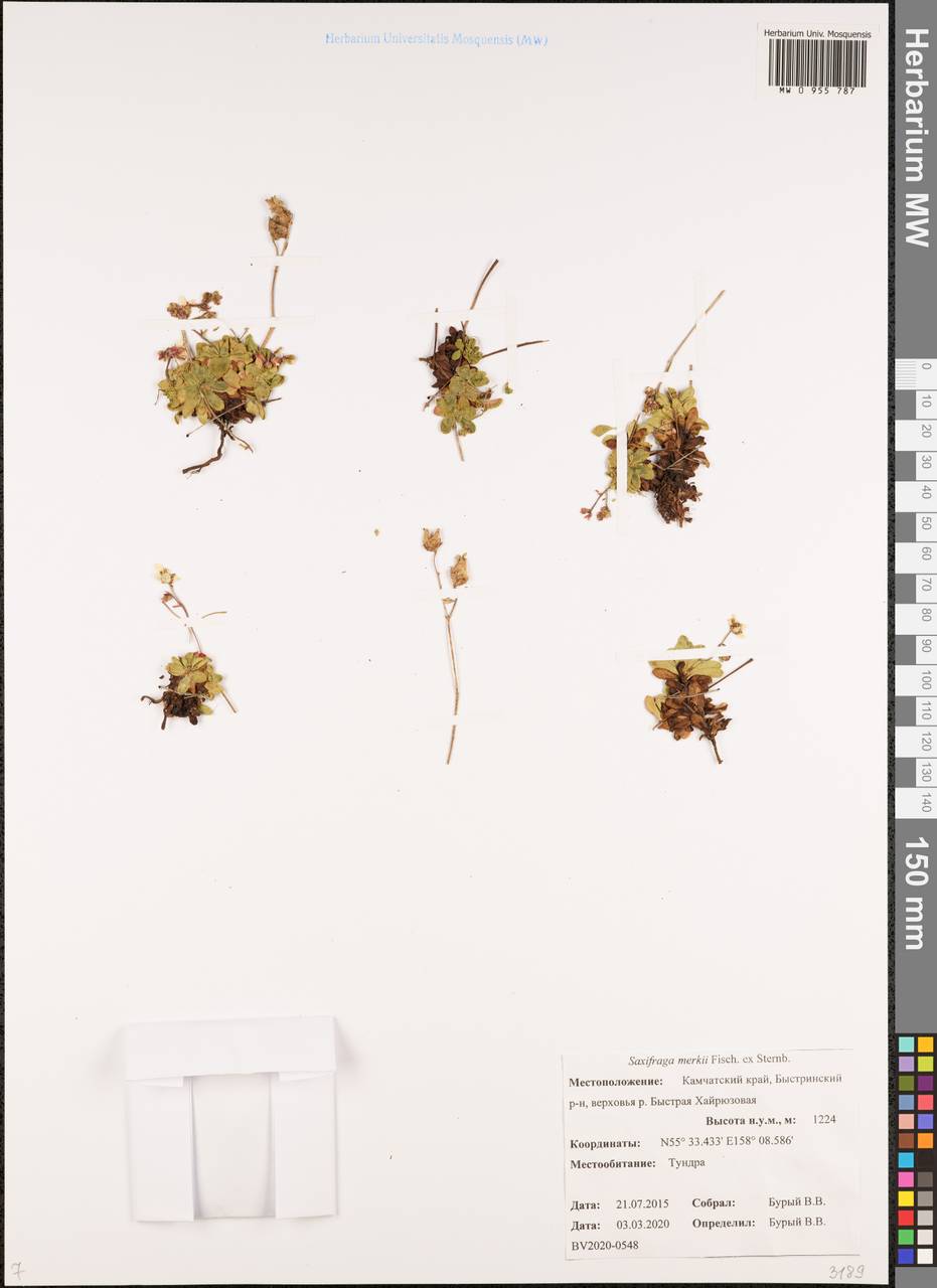 Micranthes merkii subsp. merkii, Siberia, Chukotka & Kamchatka (S7) (Russia)