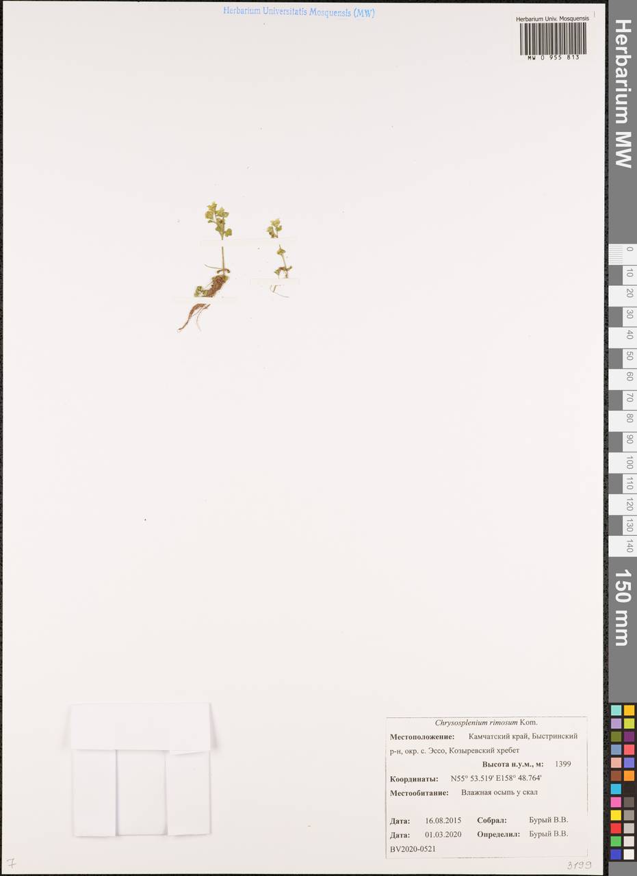 Chrysosplenium rimosum Kom., Siberia, Chukotka & Kamchatka (S7) (Russia)