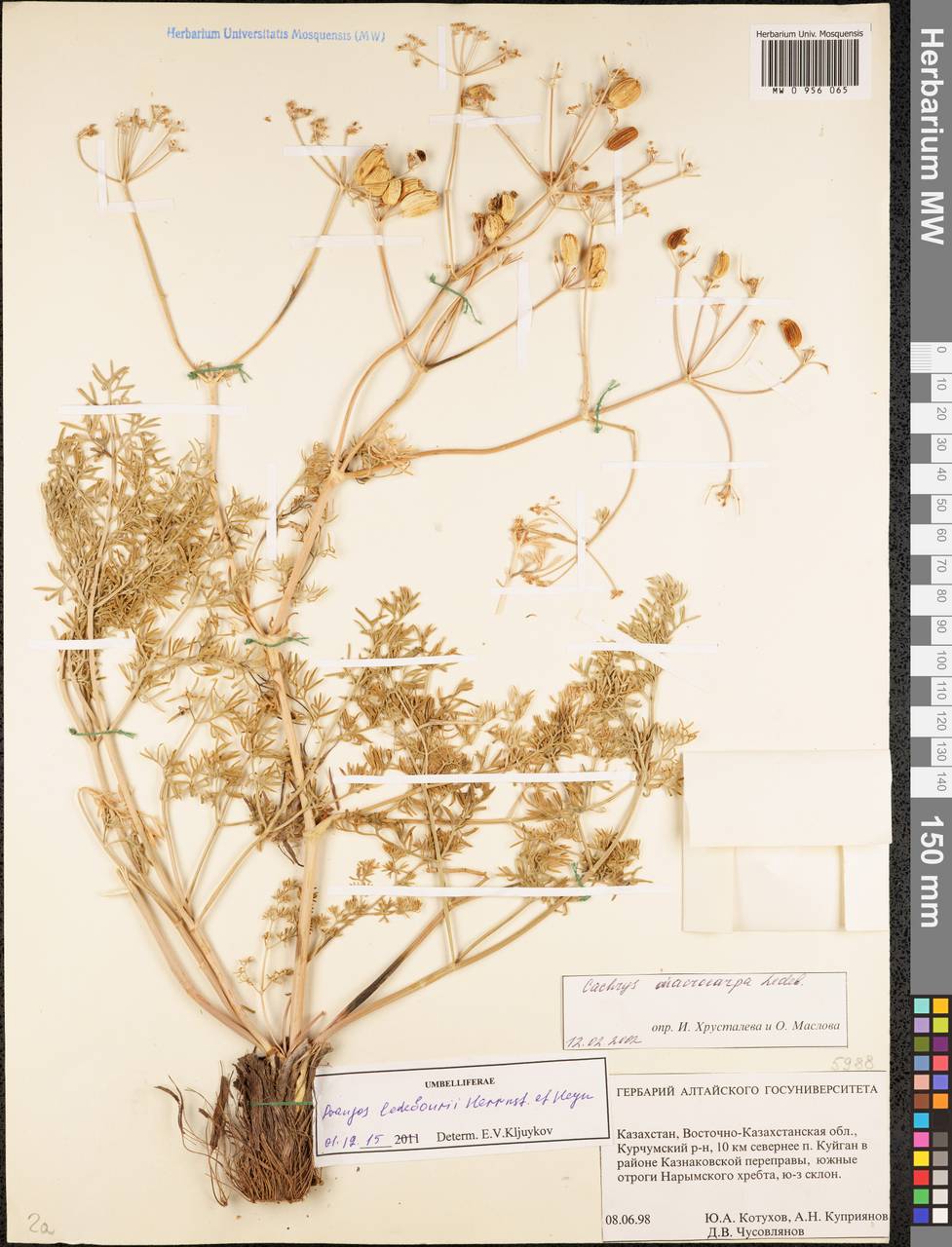 Prangos ledebourii Herrnst. & Heyn, Siberia, Western (Kazakhstan) Altai Mountains (S2a) (Kazakhstan)