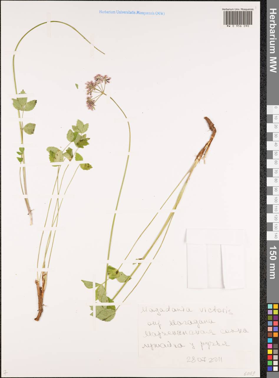 Magadania victoris (Schischk.) Pimenov & Lavrova, Siberia, Chukotka & Kamchatka (S7) (Russia)