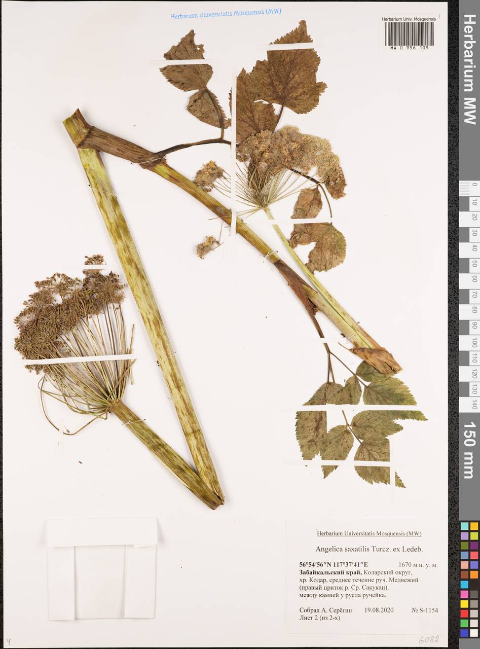 Angelica saxatilis Turcz. ex Ledeb., Siberia, Baikal & Transbaikal region (S4) (Russia)