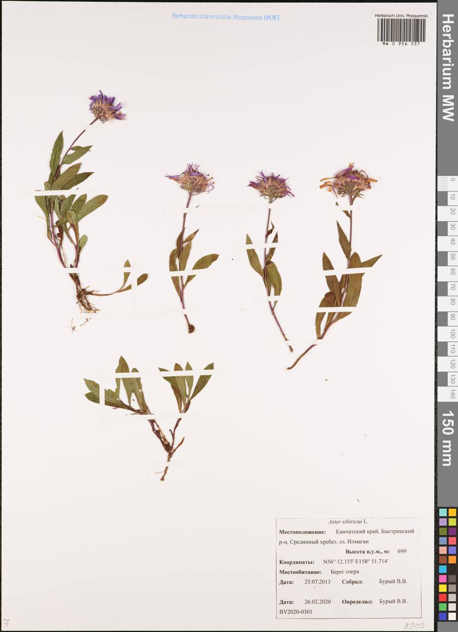 Eurybia sibirica subsp. sibirica, Siberia, Chukotka & Kamchatka (S7) (Russia)