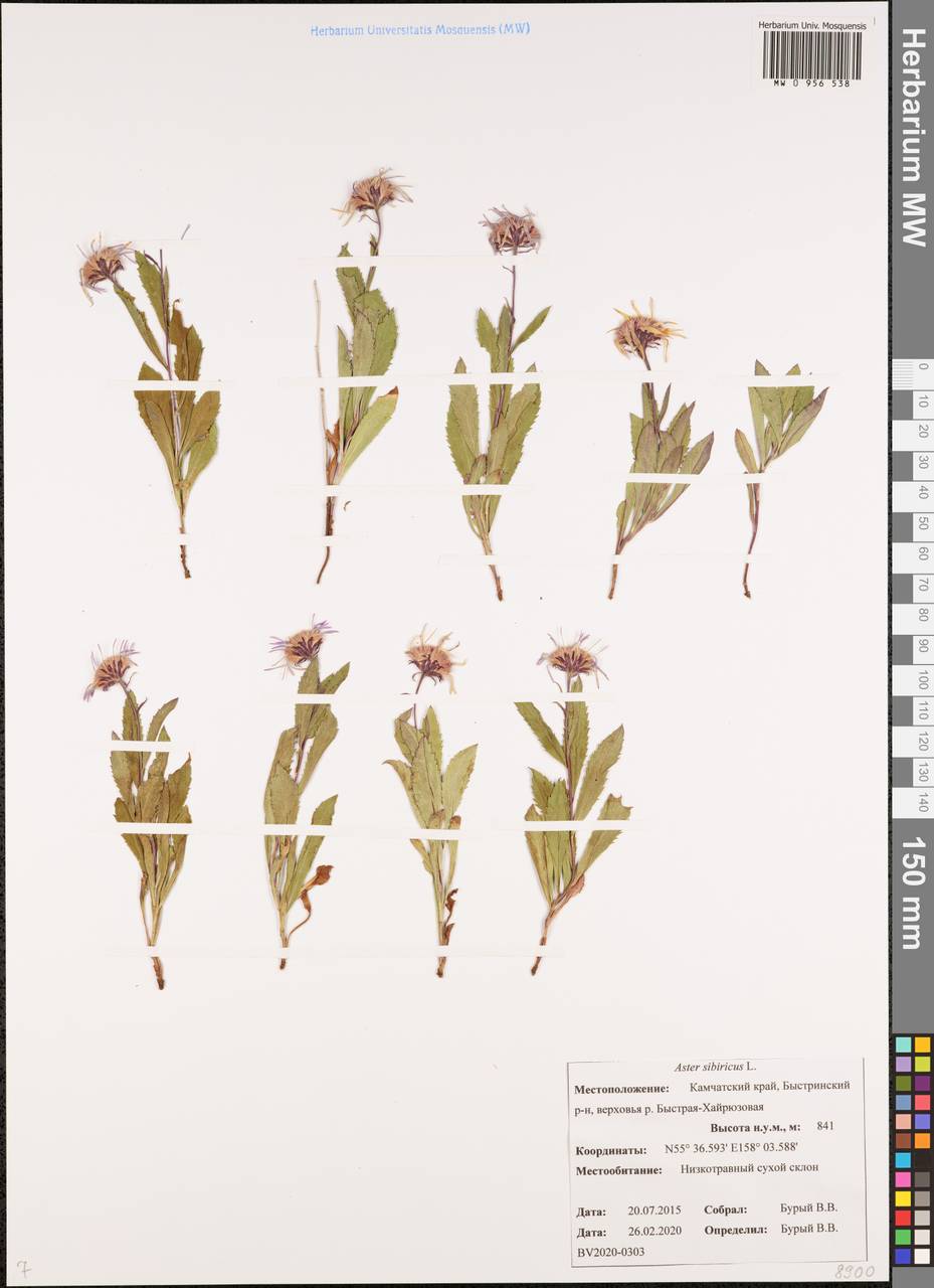 Eurybia sibirica subsp. sibirica, Siberia, Chukotka & Kamchatka (S7) (Russia)