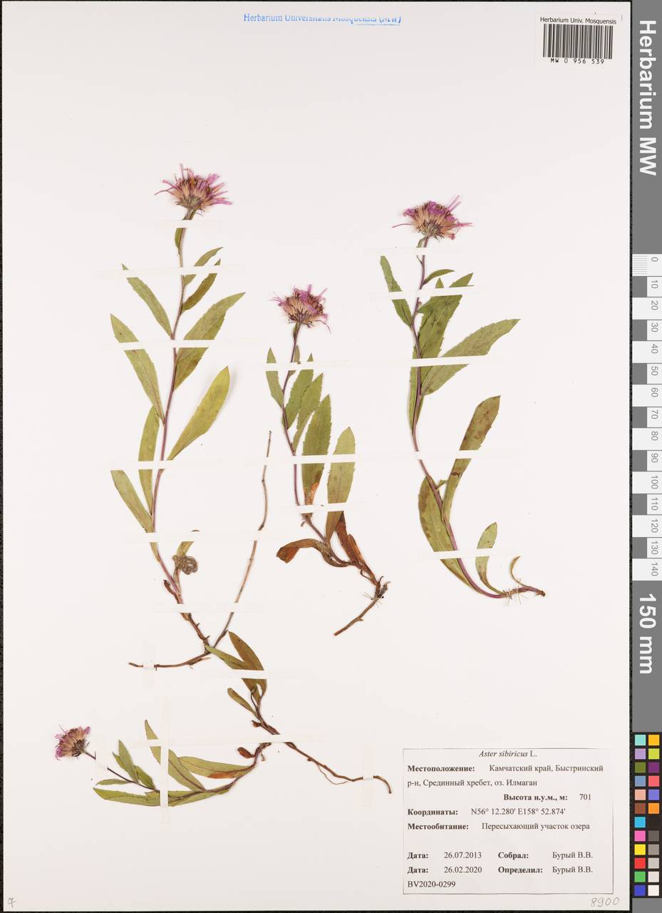 Eurybia sibirica subsp. sibirica, Siberia, Chukotka & Kamchatka (S7) (Russia)