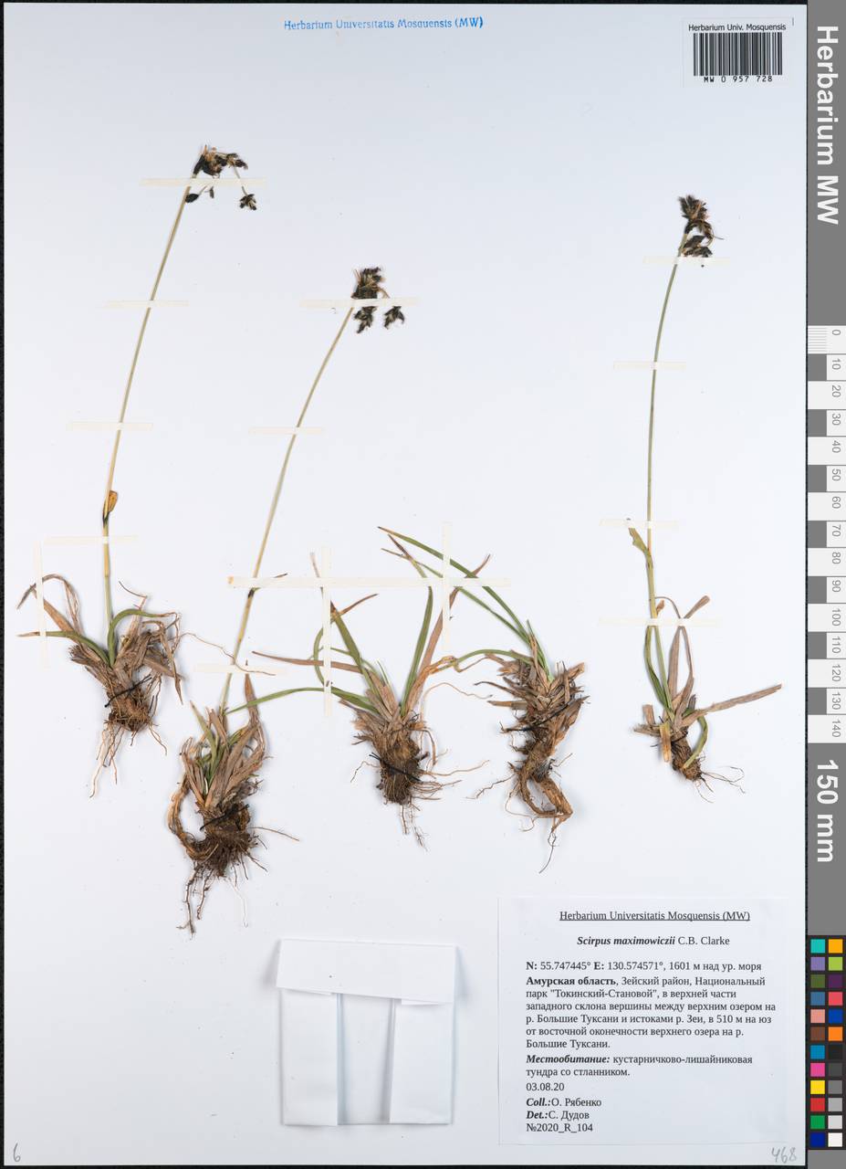 Scirpus maximowiczii C.B.Clarke, Siberia, Russian Far East (S6) (Russia)