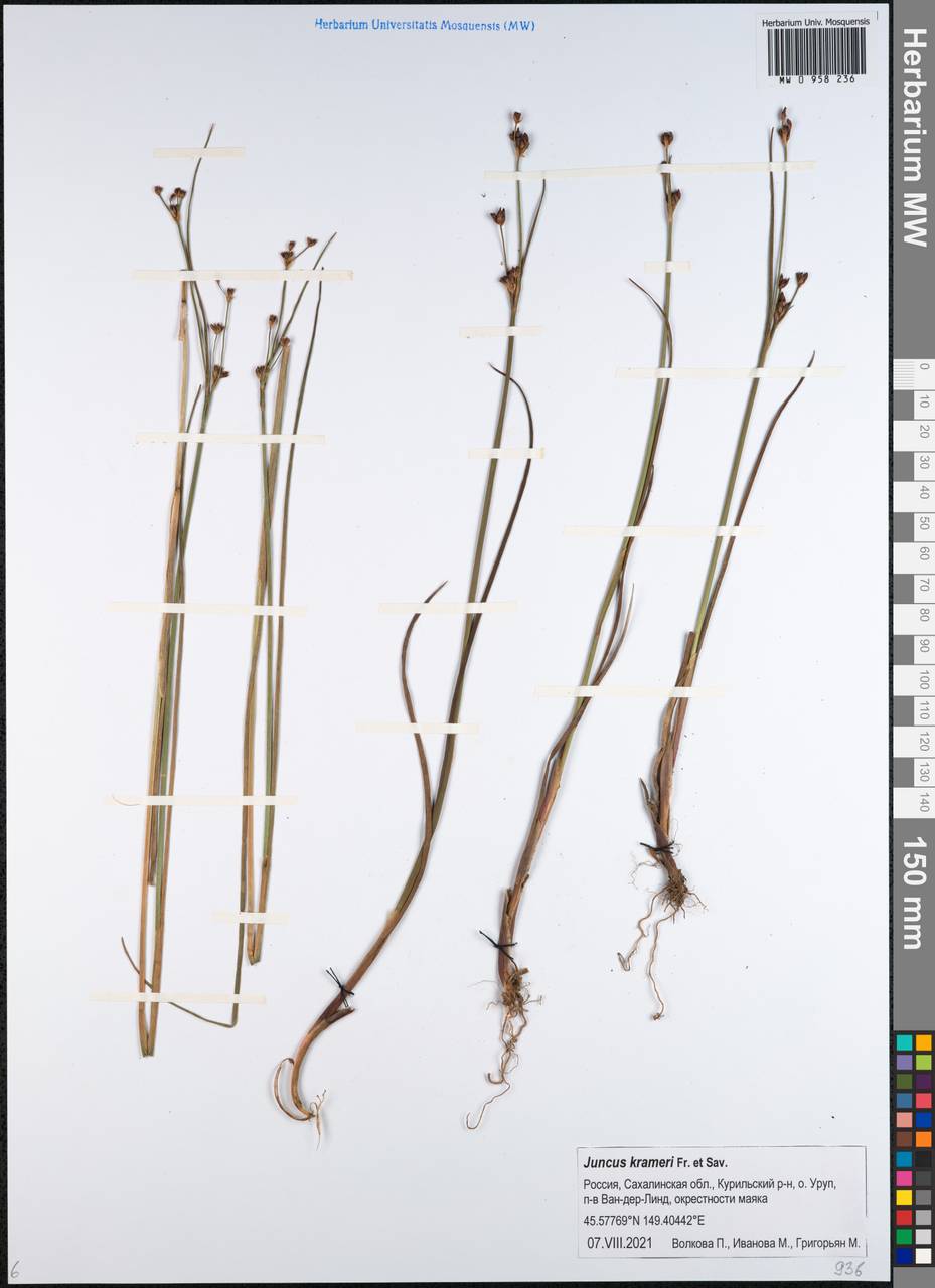 Juncus krameri Franch. & Sav., Siberia, Russian Far East (S6) (Russia)