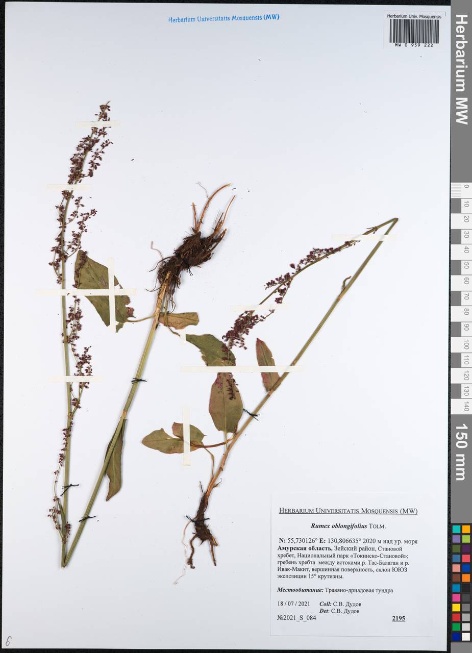 Rumex oblongifolius Tolm., Siberia, Russian Far East (S6) (Russia)