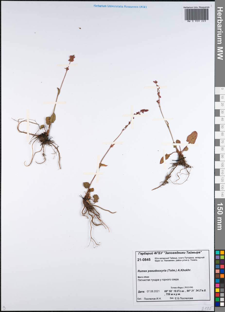 Rumex pseudoxyria (Tolm.) A. P. Khokhr., Siberia, Central Siberia (S3) (Russia)