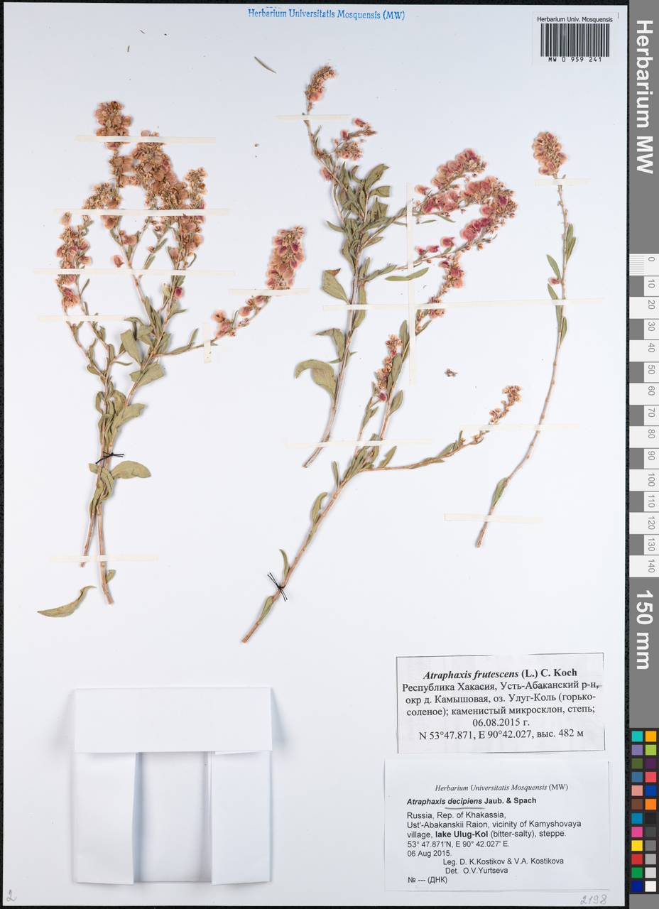 Atraphaxis decipiens Jaub. & Spach, Siberia, Altai & Sayany Mountains (S2) (Russia)