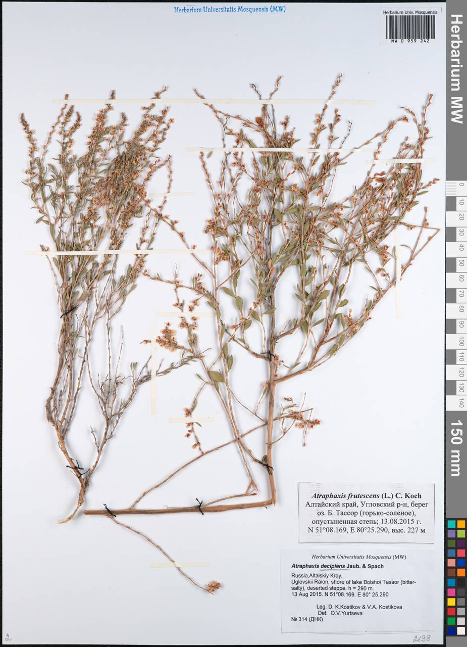 Atraphaxis decipiens Jaub. & Spach, Siberia, Altai & Sayany Mountains (S2) (Russia)