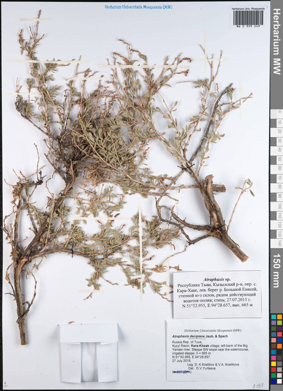 Atraphaxis decipiens Jaub. & Spach, Siberia, Altai & Sayany Mountains (S2) (Russia)