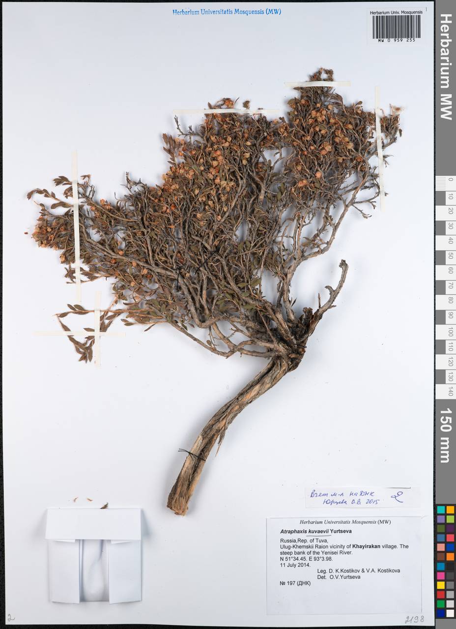 Atraphaxis kuvaevii Yurtseva, Siberia, Altai & Sayany Mountains (S2) (Russia)