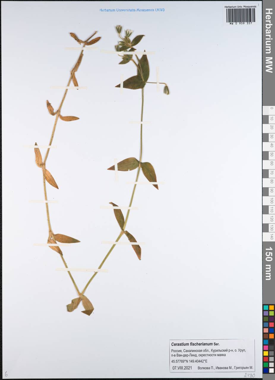 Cerastium fischerianum Ser., Siberia, Russian Far East (S6) (Russia)
