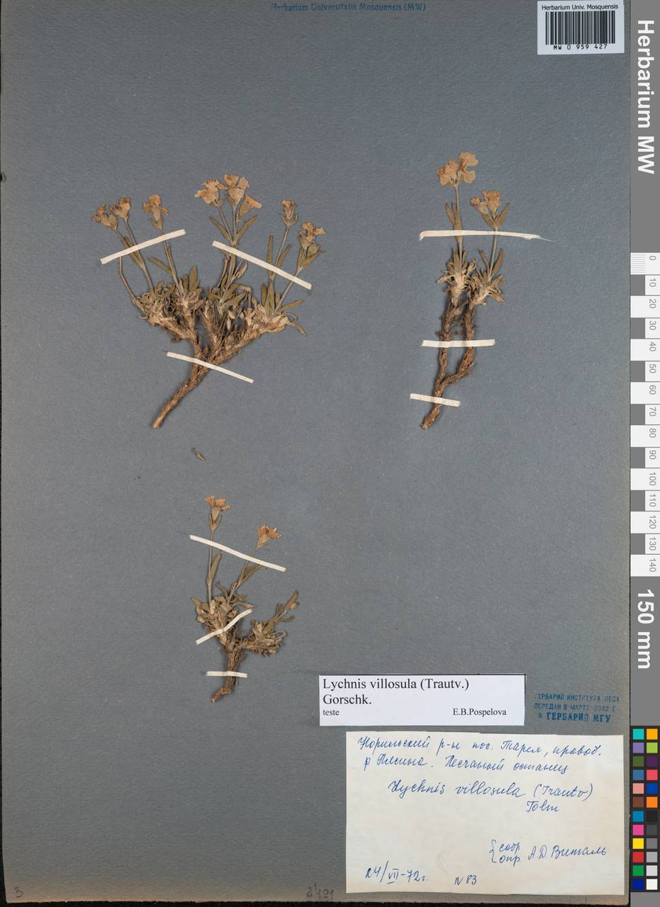 Silene villosula (Trautv.) V.V.Petrovsky & Elven, Siberia, Central Siberia (S3) (Russia)