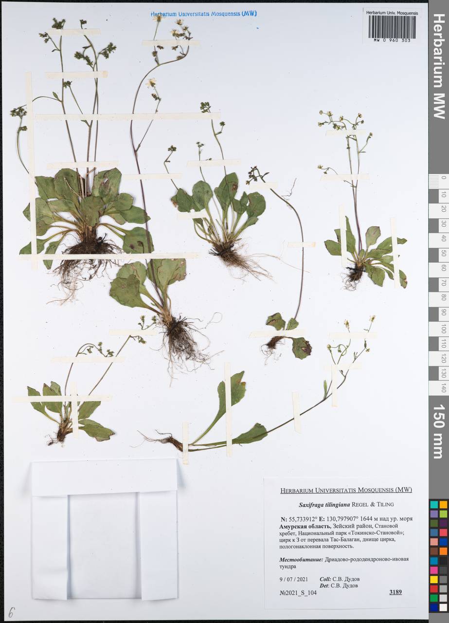 Micranthes tilingiana (Regel & Tiling) Kom., Siberia, Russian Far East (S6) (Russia)