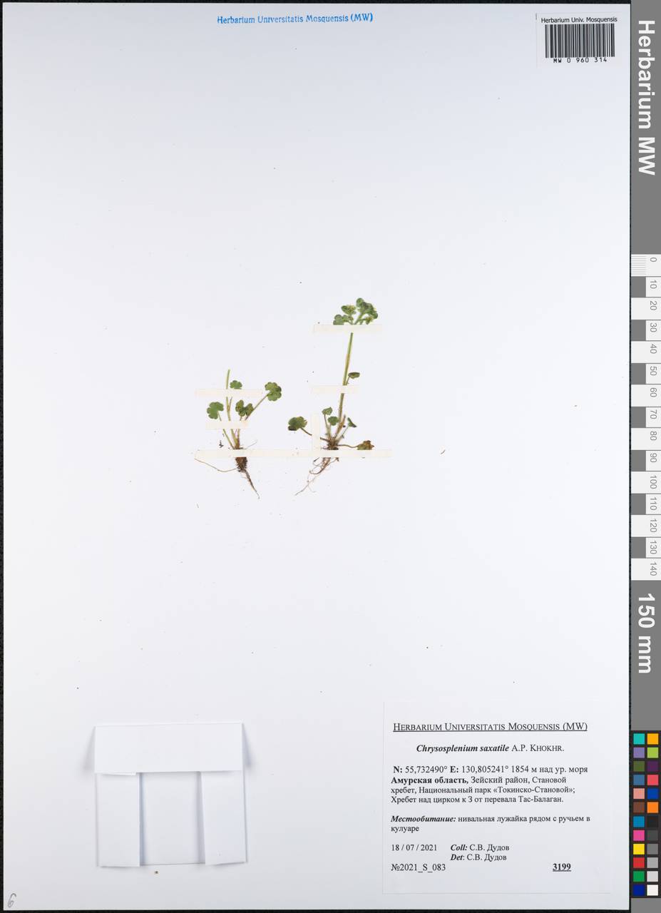 Chrysosplenium wrightii subsp. saxatile (Khokhr.) Vorosch., Siberia, Russian Far East (S6) (Russia)