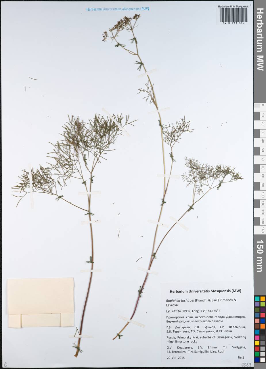 Rupiphila tachiroei (Franch. & Sav.) Pimenov & Lavrova, Siberia, Russian Far East (S6) (Russia)